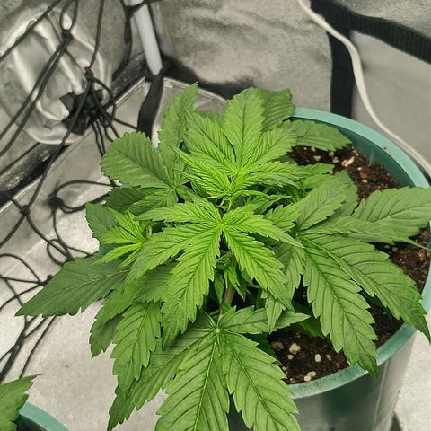 Auto AK Triple Haze y Green Crack  growlog timeline photo