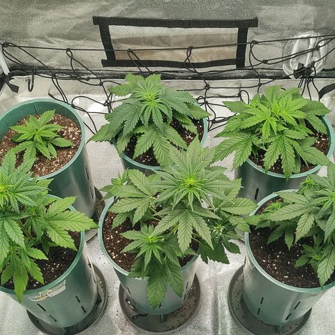 Auto AK Triple Haze y Green Crack  growlog timeline photo