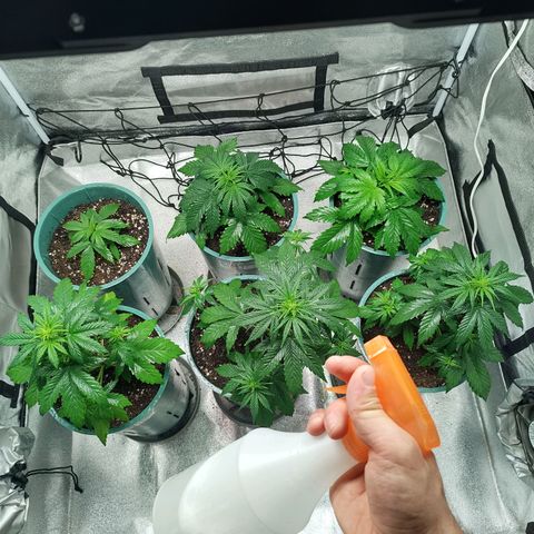 Auto AK Triple Haze y Green Crack  growlog timeline photo