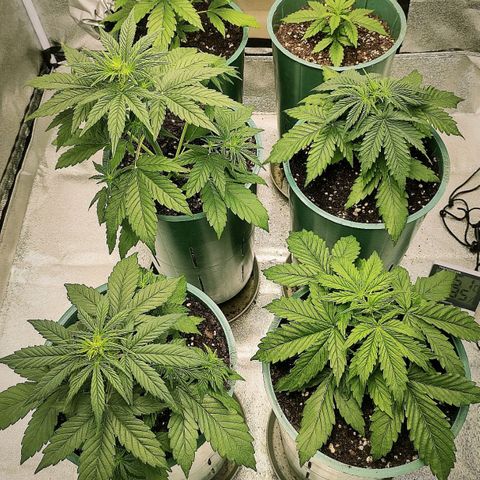 Auto AK Triple Haze y Green Crack  growlog timeline photo
