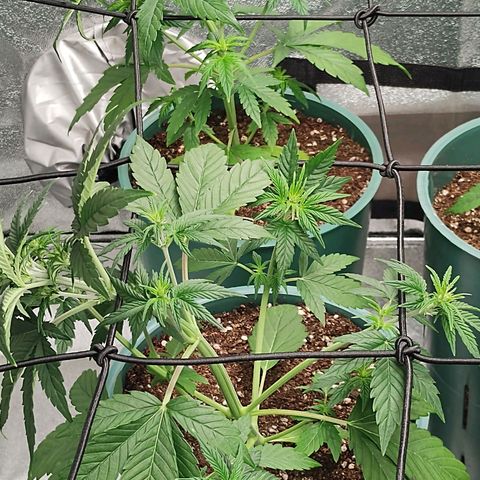 Auto AK Triple Haze y Green Crack  growlog timeline photo