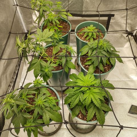 Auto AK Triple Haze y Green Crack  growlog timeline photo
