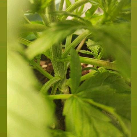 Auto AK Triple Haze y Green Crack  growlog timeline photo
