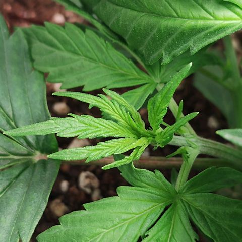 Auto AK Triple Haze y Green Crack  growlog timeline photo