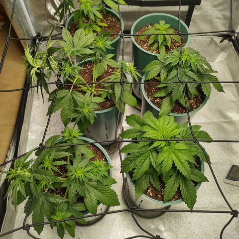 Auto AK Triple Haze y Green Crack  growlog timeline photo