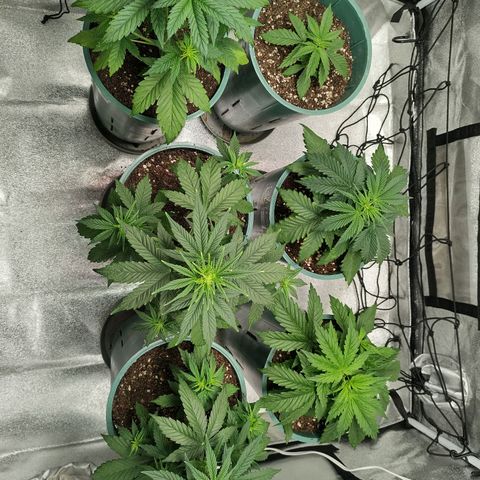 Auto AK Triple Haze y Green Crack  growlog timeline photo