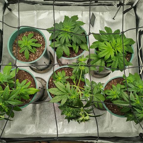 Auto AK Triple Haze y Green Crack  growlog timeline photo