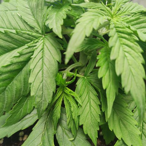 Auto AK Triple Haze y Green Crack  growlog timeline photo