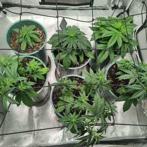 Auto AK Triple Haze y Green Crack  growlog timeline photo
