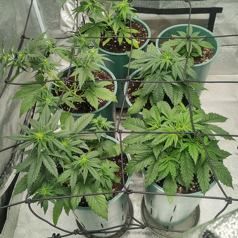 Auto AK Triple Haze y Green Crack  growlog timeline photo