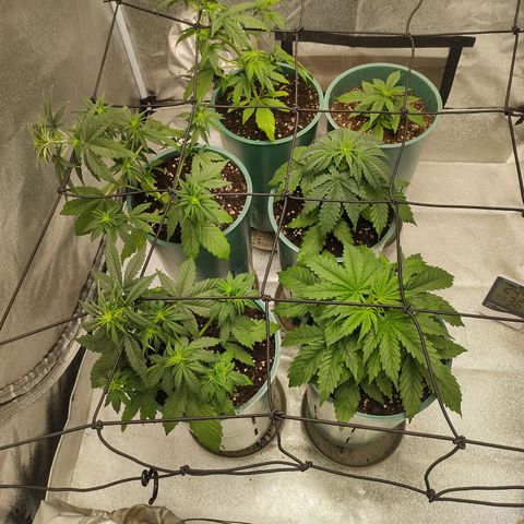 Auto AK Triple Haze y Green Crack  growlog timeline photo