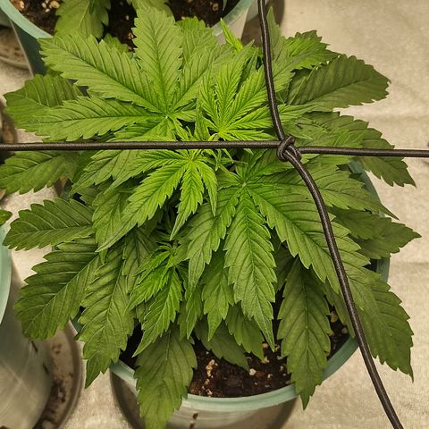 Auto AK Triple Haze y Green Crack  growlog timeline photo