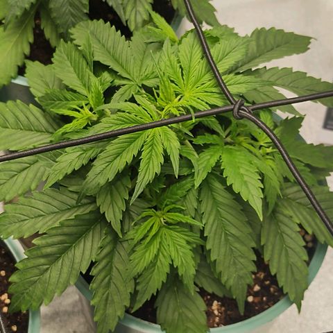 Auto AK Triple Haze y Green Crack  growlog timeline photo