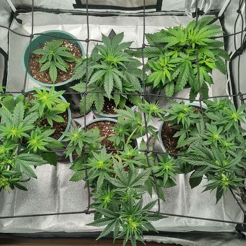 Auto AK Triple Haze y Green Crack  growlog timeline photo