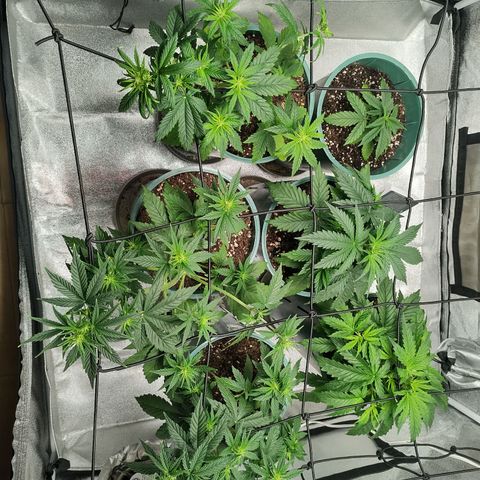 Auto AK Triple Haze y Green Crack  growlog timeline photo