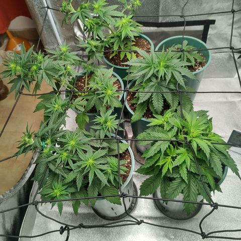 Auto AK Triple Haze y Green Crack  growlog timeline photo