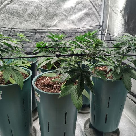 Auto AK Triple Haze y Green Crack  growlog timeline photo