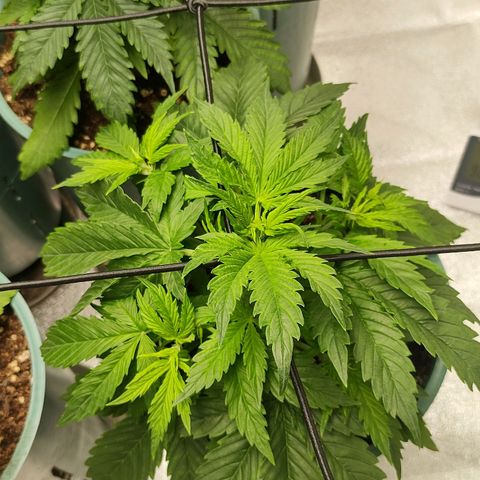 Auto AK Triple Haze y Green Crack  growlog timeline photo