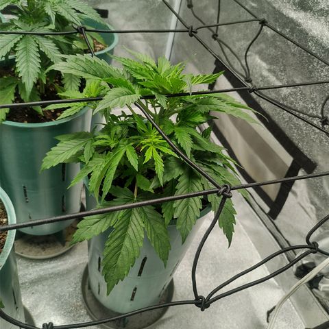 Auto AK Triple Haze y Green Crack  growlog timeline photo