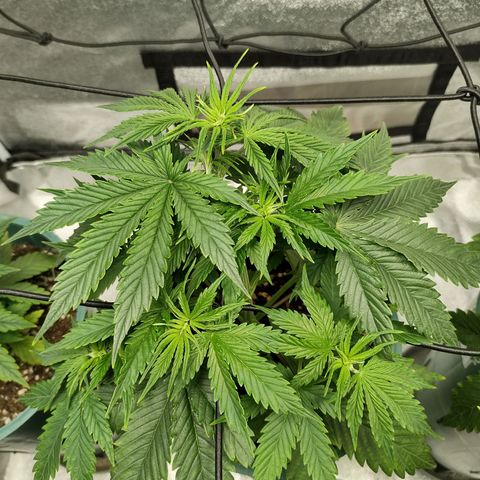 Auto AK Triple Haze y Green Crack  growlog timeline photo