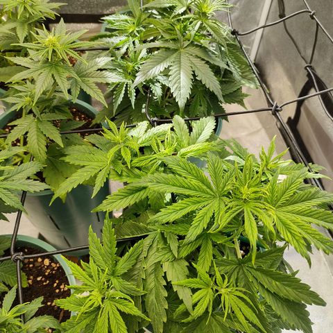 Auto AK Triple Haze y Green Crack  growlog timeline photo
