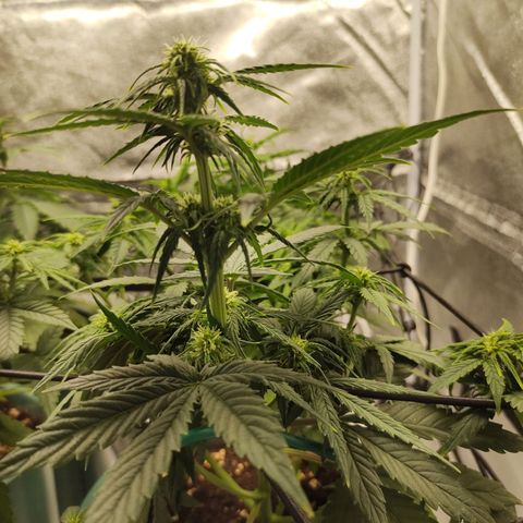 Auto AK Triple Haze y Green Crack  growlog timeline photo