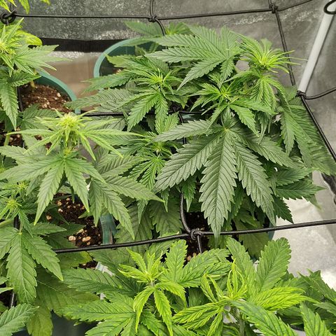 Auto AK Triple Haze y Green Crack  growlog timeline photo
