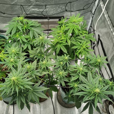 Auto AK Triple Haze y Green Crack  growlog timeline photo