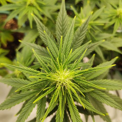 Auto AK Triple Haze y Green Crack  growlog timeline photo