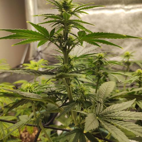 Auto AK Triple Haze y Green Crack  growlog timeline photo