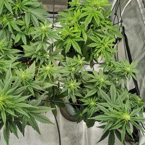 Auto AK Triple Haze y Green Crack  growlog timeline photo
