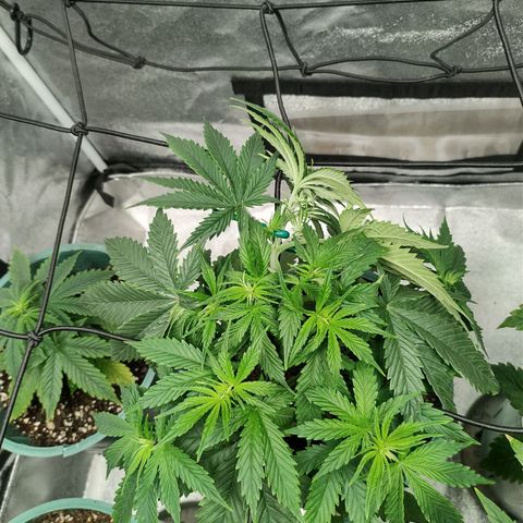 Auto AK Triple Haze y Green Crack  growlog timeline photo