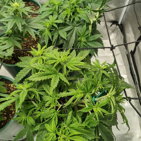 Auto AK Triple Haze y Green Crack  growlog timeline photo