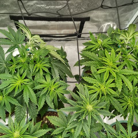 Auto AK Triple Haze y Green Crack  growlog timeline photo