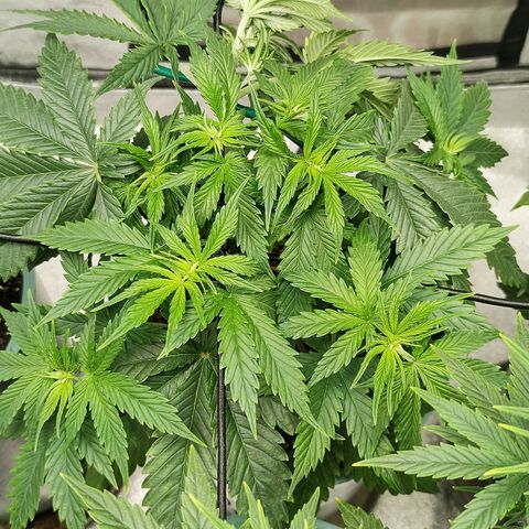 Auto AK Triple Haze y Green Crack  growlog timeline photo