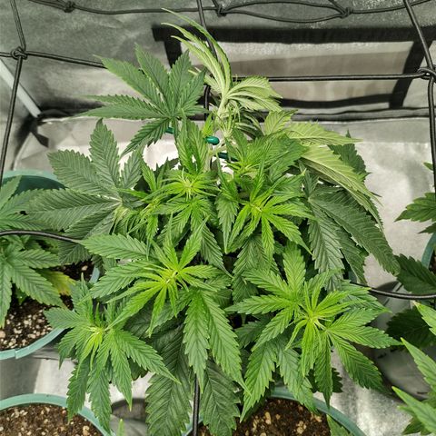 Auto AK Triple Haze y Green Crack  growlog timeline photo