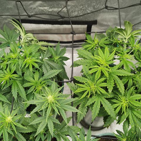 Auto AK Triple Haze y Green Crack  growlog timeline photo
