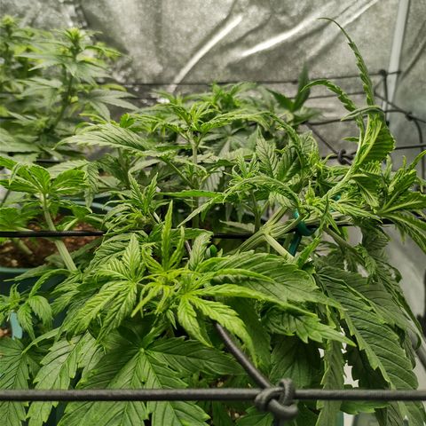 Auto AK Triple Haze y Green Crack  growlog timeline photo