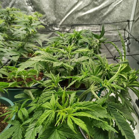Auto AK Triple Haze y Green Crack  growlog timeline photo