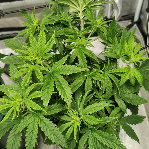 Auto AK Triple Haze y Green Crack  growlog timeline photo