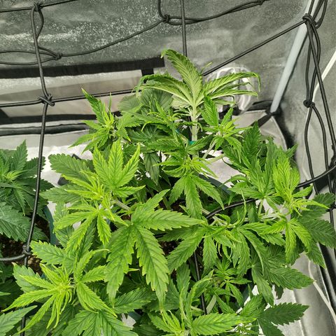 Auto AK Triple Haze y Green Crack  growlog timeline photo
