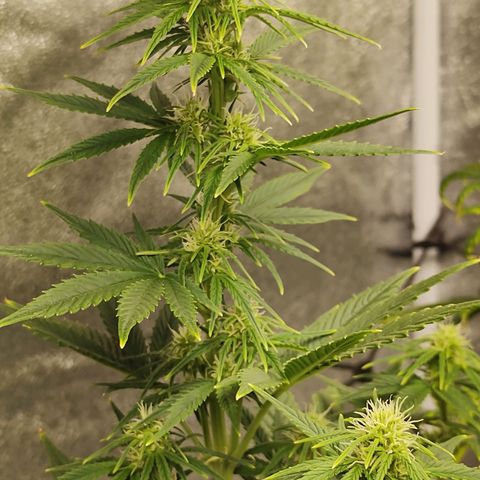 Auto AK Triple Haze y Green Crack  growlog timeline photo