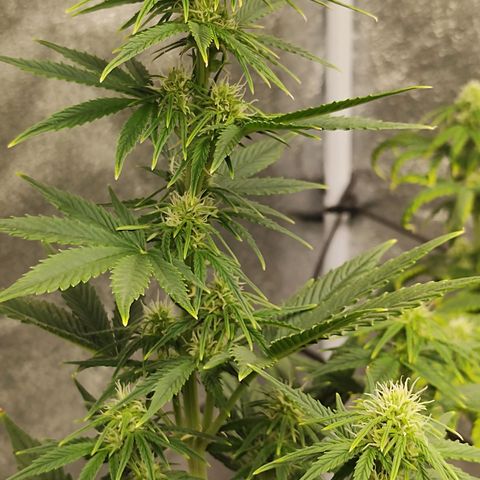 Auto AK Triple Haze y Green Crack  growlog timeline photo