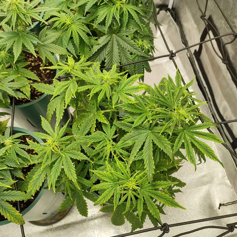 Auto AK Triple Haze y Green Crack  growlog timeline photo