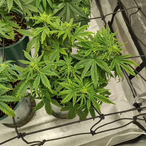 Auto AK Triple Haze y Green Crack  growlog timeline photo