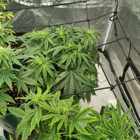 Auto AK Triple Haze y Green Crack  growlog timeline photo