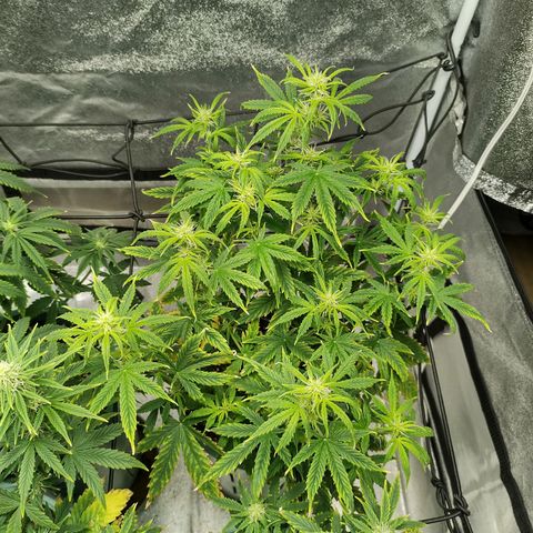 Auto AK Triple Haze y Green Crack  growlog timeline photo