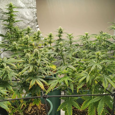 Auto AK Triple Haze y Green Crack  growlog timeline photo