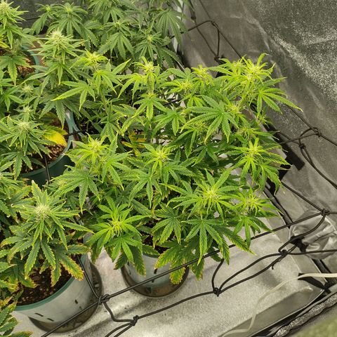 Auto AK Triple Haze y Green Crack  growlog timeline photo
