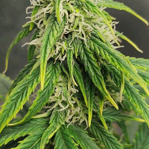 Auto AK Triple Haze y Green Crack  growlog timeline photo